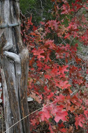 Nov0808 250