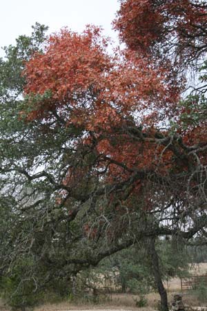 Nov0808 252