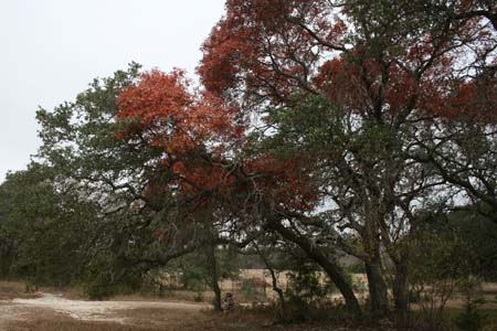 Nov0808 253