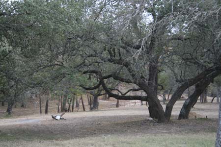 ranchtrees
