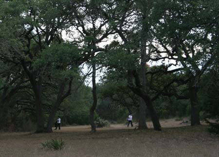trees