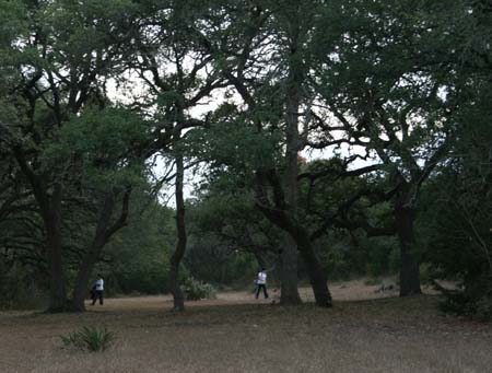 trees2