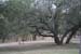 ranchtrees