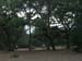trees2